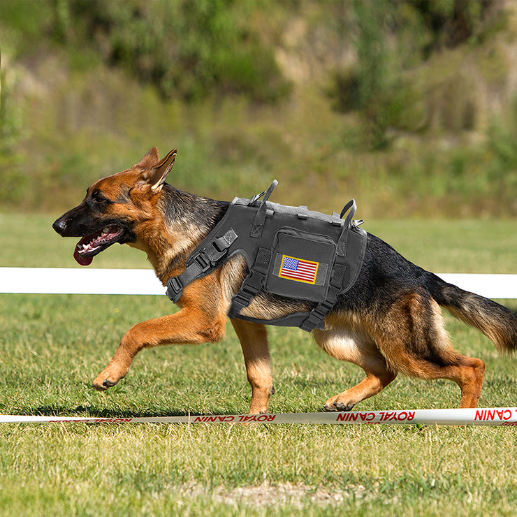 Vest Working Dog